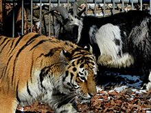Козел Тимур за время соседства с тигром прибавил в весе