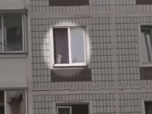 Жители Подмосковья забили тревогу из-за кота в разрушенном доме