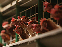 Производитель мяса птицы "Приосколье" планирует продать часть активов