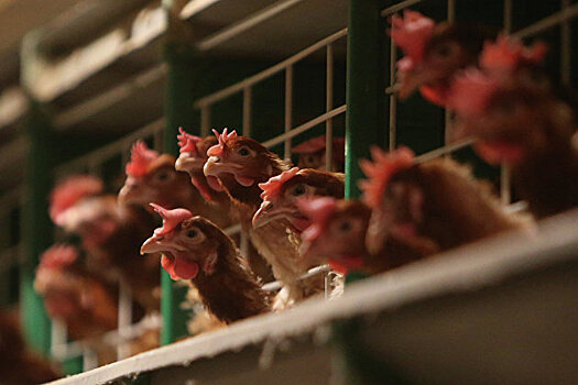 Производитель мяса птицы "Приосколье" планирует продать часть активов