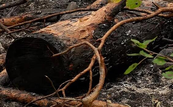 Последствия лесного пожара продолжают ликвидировать в Кудряшах