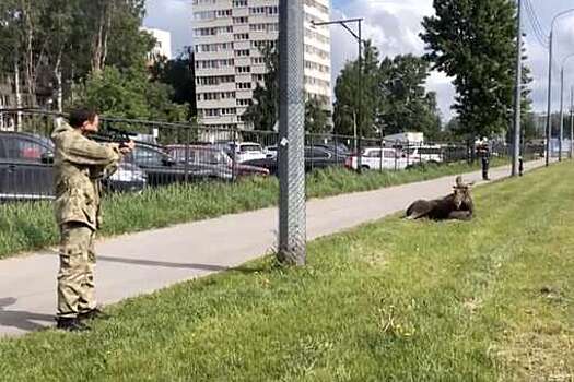В Санкт-Петербурге спасатели поймали лося, который бегал по городу и попал под машину