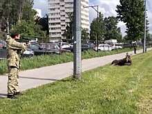 В Санкт-Петербурге спасатели поймали лося, который бегал по городу и попал под машину