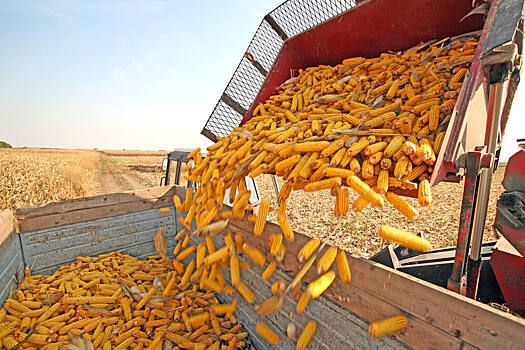 Аналитики ожидают рекордного урожая кукурузы из России