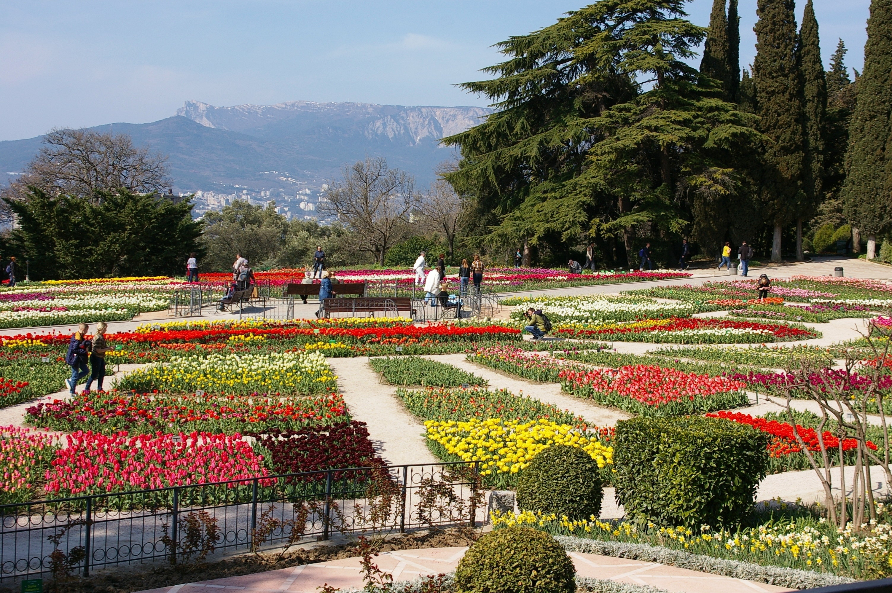 Никитский ботанический сад тюльпаны. Никитинский ботанический сад в ялте тюльпаны. Никитский ботанический сад парад тюльпанов. Парад в ботаническом саду. Никитский ботанический сад в крыму тюльпаны.