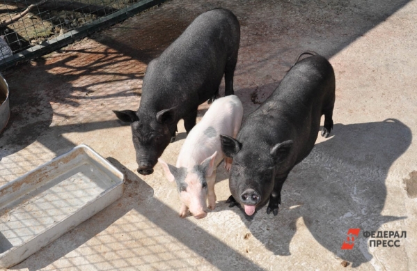 В Югре ввели карантин из-за вспышки африканской чумы у свиней