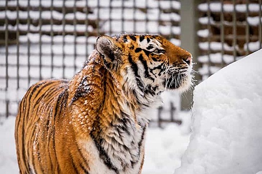Приближение весны-2024 заметили в Новосибирском зоопарке