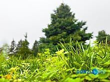 Вместо снега &ndash; цветы: фоторепортаж об аномальной &laquo;второй весне&raquo; в Ростове и Азове