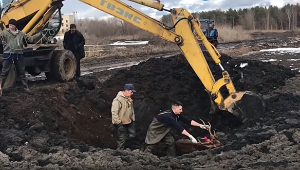 Спасение увязнувшего в болоте оленя при помощи экскаватора попало на видео