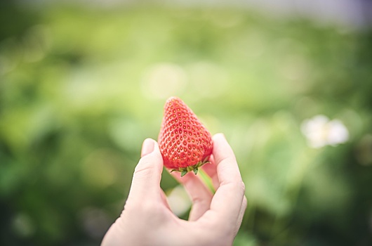 На заводах Toyota начали выращивать клубнику и помидоры