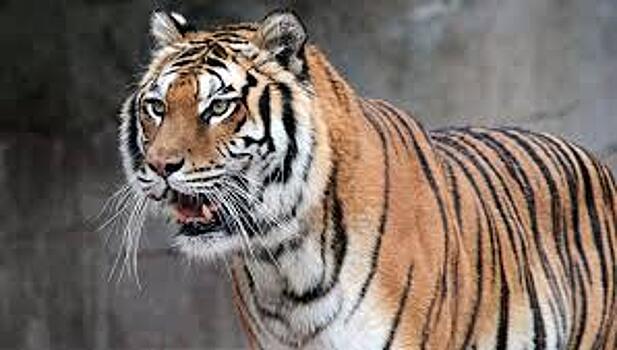 В Хабаровском крае погиб тигр Упорный