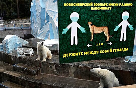 «Это стало борьбой за честные выборы». Голосование за новогодний талисман Новосибирска отменили