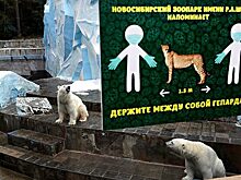 «Это стало борьбой за честные выборы». Голосование за новогодний талисман Новосибирска отменили