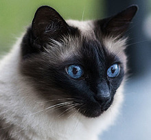 Балинезийская кошка — описание породы и характеристика с фото