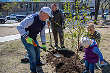 Новые деревья и кустарники высадили во Владивостоке