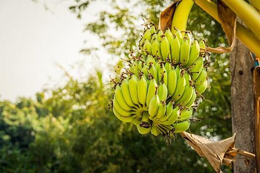 В приполярном Надыме вырастили бананы