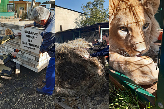 Для челябинского львёнка Симбы построили деревянную избу