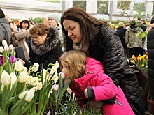 На выставке в Аптекарском огороде можно увидеть цветущие тюльпаны и сакуру