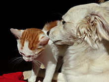 Первый китайский город запретил есть кошек и собак