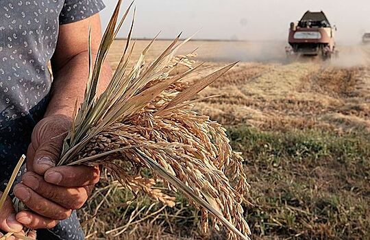 В Астраханской области появляются серьезные инвестиционные проекты по рису