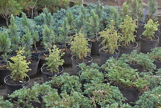 5 тыс деревьев и кустарников высадят в Реутове к началу лета