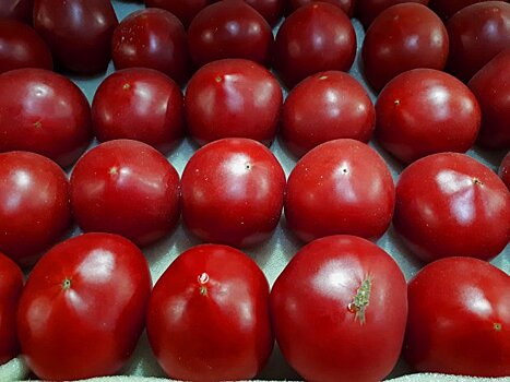 В Можайском горокруге задержано 18 тонн заражённых томатов из Азербайджана