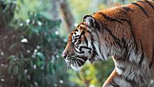 Численность амурских тигров в России превысила 750 особей