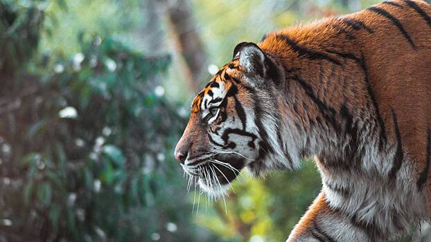 Эксперт Арамилев объяснил, зачем тигры считают ворон