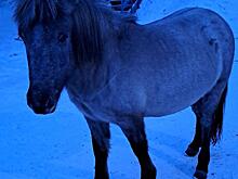 «Может погибнуть»: амурчане ищут дом для лошади, которая прибилась к карьеру золотодобытчиков