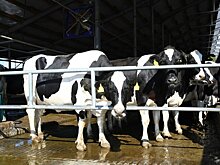 В Елабужском районе сняли карантин по бешенству животных