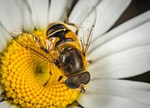 Пчеловоды Прикамья ждут рекордно низкий урожай меда