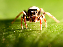 Почему не стоит убивать пауков, живущих в доме