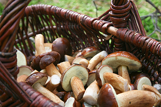 Грибной блогер развеял миф об опасности червей в приготовленных грибах