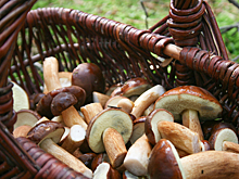 Грибной блогер развеял миф об опасности червей в приготовленных грибах
