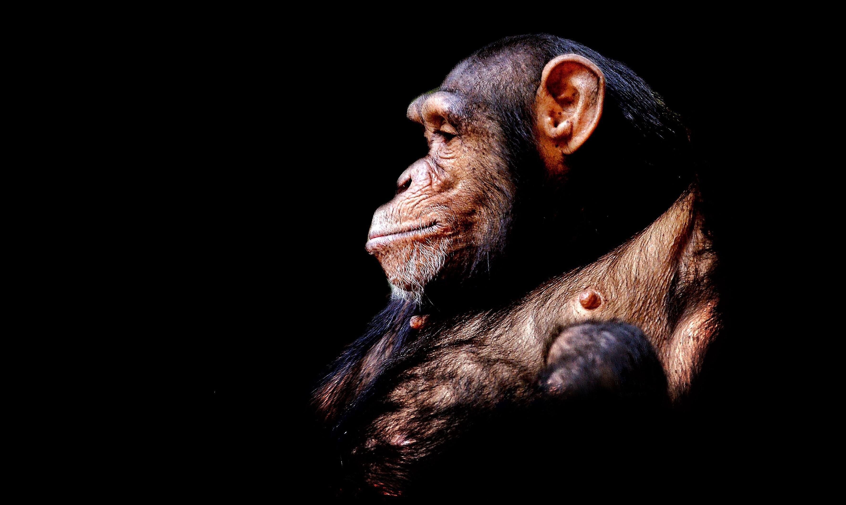 У шимпанзе обнаружили отвращение к запаху смерти