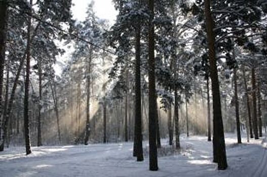 Цена пеньков. Минприроды хочет дать сосновому бору особый статус