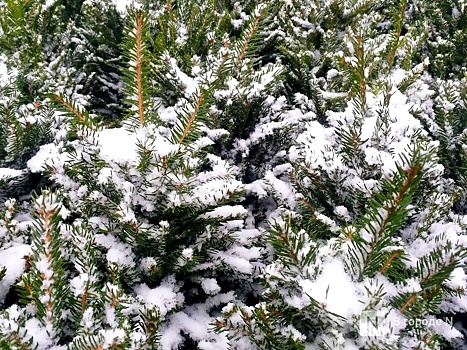 Депутаты определили места, где нижегородцы смогут рубить елки на Новый год