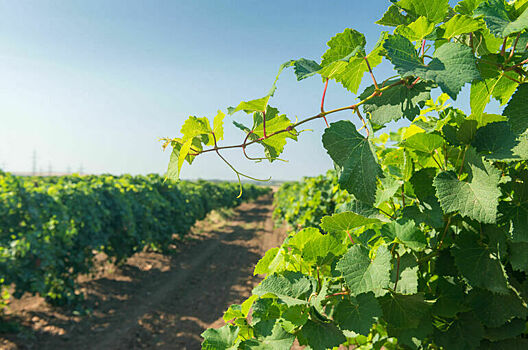 Своя лоза дороже? Виноделы просят создать равные условия господдержки