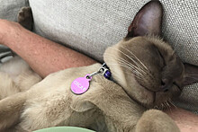 В Австралии кот выжил после случайной стирки в машинке