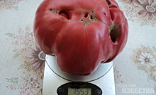 Куряне рассказали, как вырастили помидор весом 1,5 кг