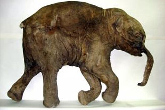 В Архангельск привезли мумию мамонтенка возрастом 42 тысячи лет