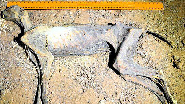 В аравийских пещерах найдены естественные мумии гепардов