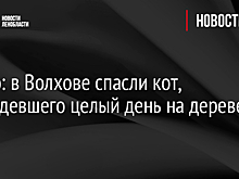 Видео: в Волхове спасли кота, просидевшего целый день на дереве