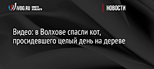 Видео: в Волхове спасли кота, просидевшего целый день на дереве