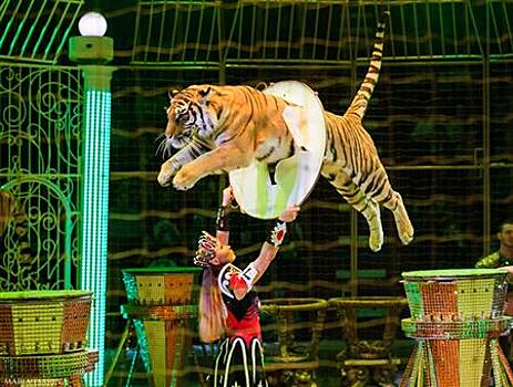 Всего четыре представления: Королевский цирк Гии Эрадзе завершает гастроли в Самаре