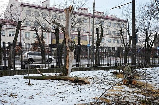 «Хватит выпускать на вырубку зеленых зон дебилов», - николаевец возмущен работой «дровосеков»