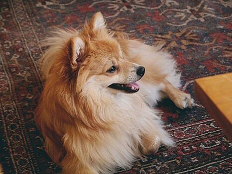 О собаках, которые похожи на лис