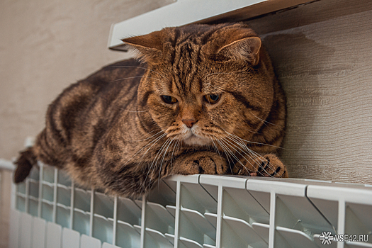 Кузбассовцам подсказали, как согреться в квартире без отопления