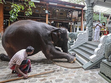 На Шри-Ланке запретят кататься на слонах в нетрезвом виде