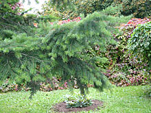 Кого обманывает тсуга?